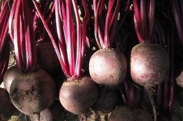 Harvest colour: beetroot reds