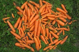Harvest Colour: carrot orange